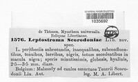 Leptostroma scorodoniae image